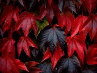 Red Leaves of Autumn : Tylney Hall, Hook, Hampshire : UK